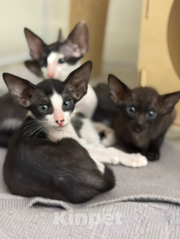 Кошки в Волгограде: Орики готовы к переезду Мальчик, Бесплатно - фото 2