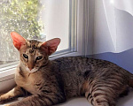 Кошки в Волгограде: Ориентальные котята Мальчик, 50 000 руб. - фото 3
