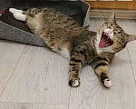 Кошки в Москве: Кошечка ищет семью Девочка, 10 руб. - фото 5