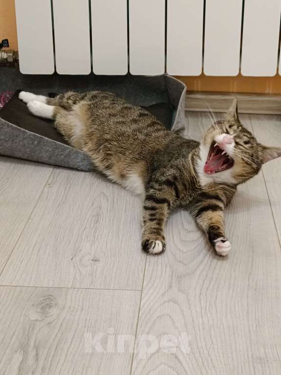 Кошки в Москве: Кошечка ищет семью Девочка, 10 руб. - фото 5