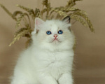 Кошки в Москве: Рэгдолл-трехцветное счастье Девочка, Бесплатно - фото 3