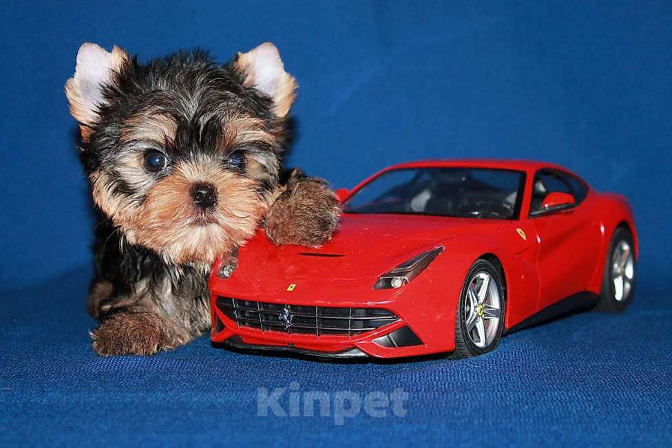 Собаки в Москве: Маленький мальчик, Лидер. Мальчик, 70 000 руб. - фото 4