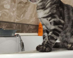 Кошки в Туле: Бенгальский котенок - розетка на серебре. Мини пантера Мальчик, 30 000 руб. - фото 7