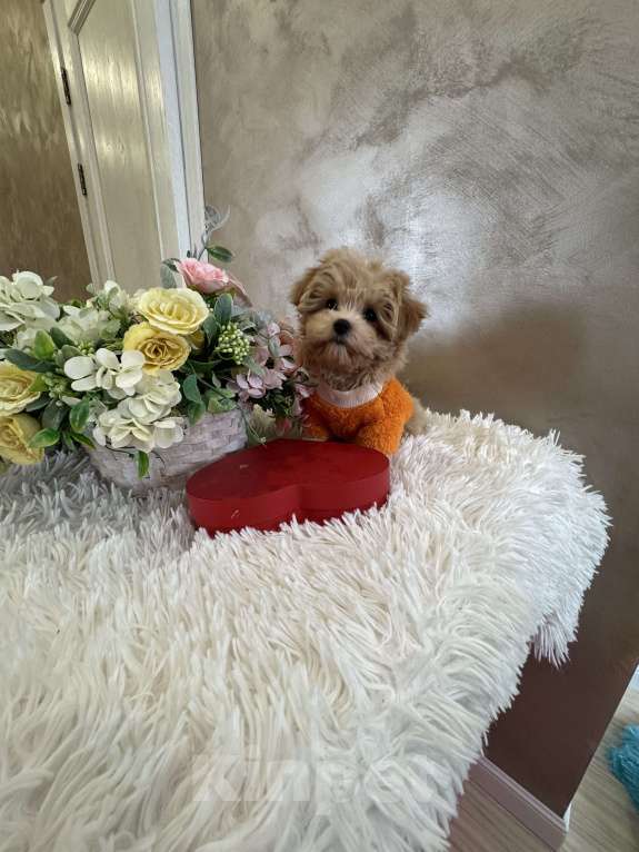 Собаки в Москве: Мальтипу f1 Мини Девочка, 100 000 руб. - фото 1