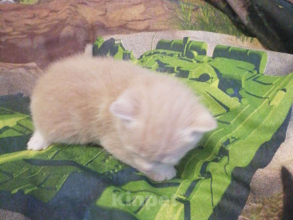 Кошки в Воронеже: Мальчик Мальчик, 300 руб. - фото 4