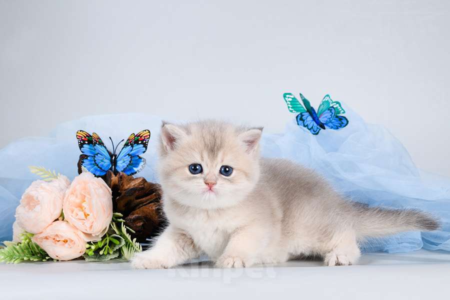 Кошки в Москве: Британские Новогодние котята. Мальчики и девочки. Мальчик, Бесплатно - фото 7