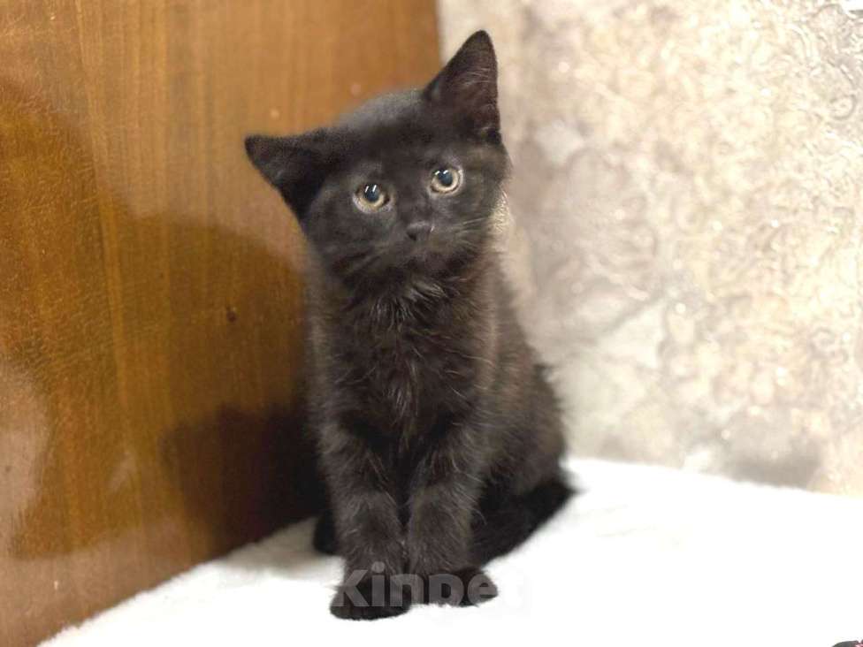 Кошки в Москве: Забавный Проша, котенок 2,5 мес в добрые руки. Мальчик, Бесплатно - фото 5