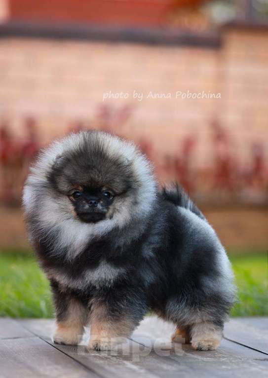 Собаки в Долгопрудном: Щенки померанского шпица Мальчик, 95 000 руб. - фото 2