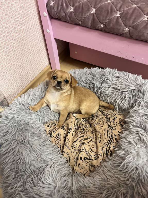 Собаки в Ярославле: Девочка  Девочка, 23 000 руб. - фото 1