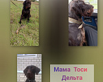 Собаки в Рассказово: Продаются щенки Дратхаара Разнополые, 10 000 руб. - фото 7