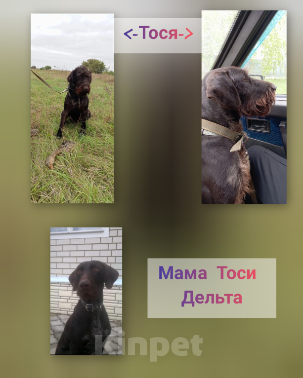 Собаки в Рассказово: Продаются щенки Дратхаара Разнополые, 10 000 руб. - фото 7