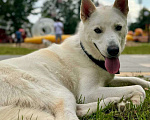 Собаки в Москве: Вайт: северный ветер в поисках дома и любви. Мальчик, Бесплатно - фото 8