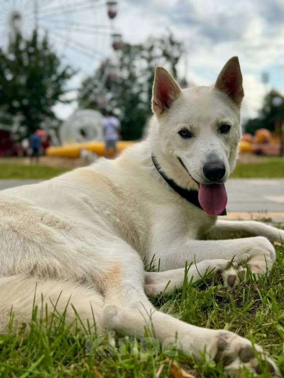 Собаки в Москве: Вайт: северный ветер в поисках дома и любви. Мальчик, Бесплатно - фото 8