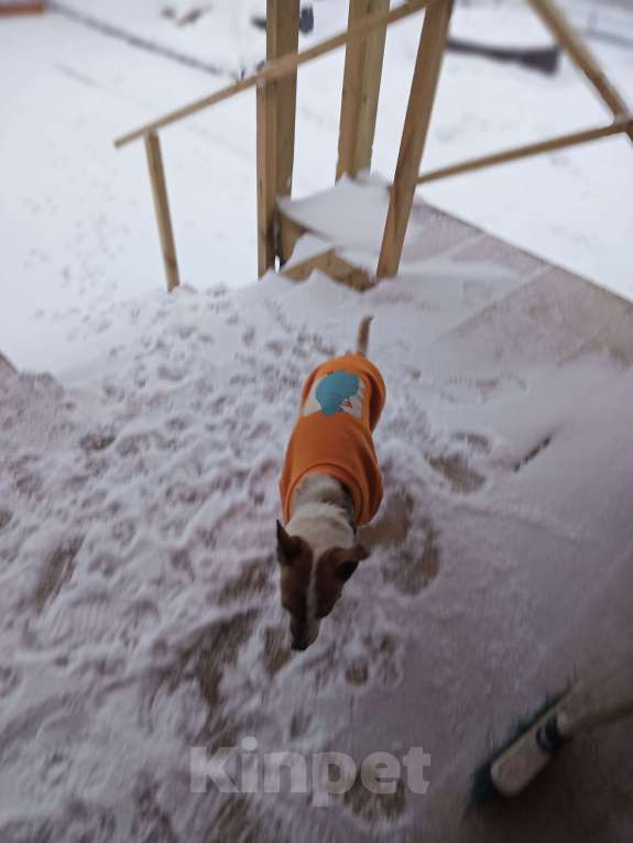 Собаки в других городах Московской области: Найденыш Девочка, Бесплатно - фото 5