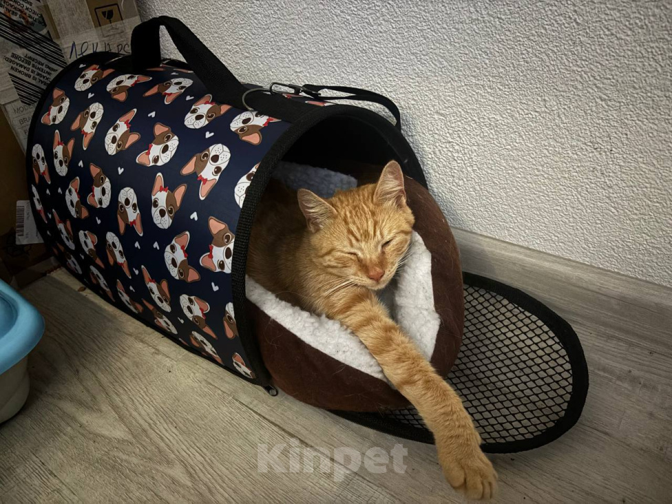 Кошки в Москве: Кот Рыжик ищет дом Мальчик, Бесплатно - фото 4
