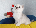 Кошки в Кинели: Вязка с Колорным Британским Котом NS 11 33  Мальчик, 10 000 руб. - фото 7