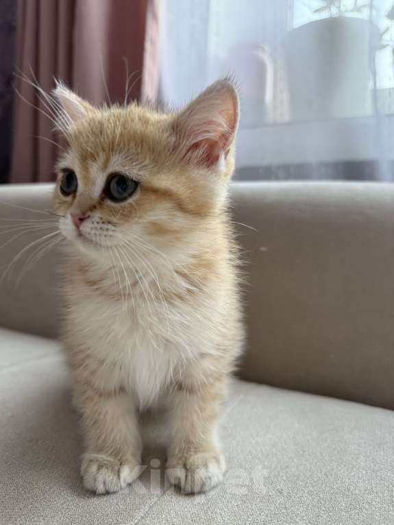 Кошки в Мытищах: Малыш Мальчик, 25 000 руб. - фото 5