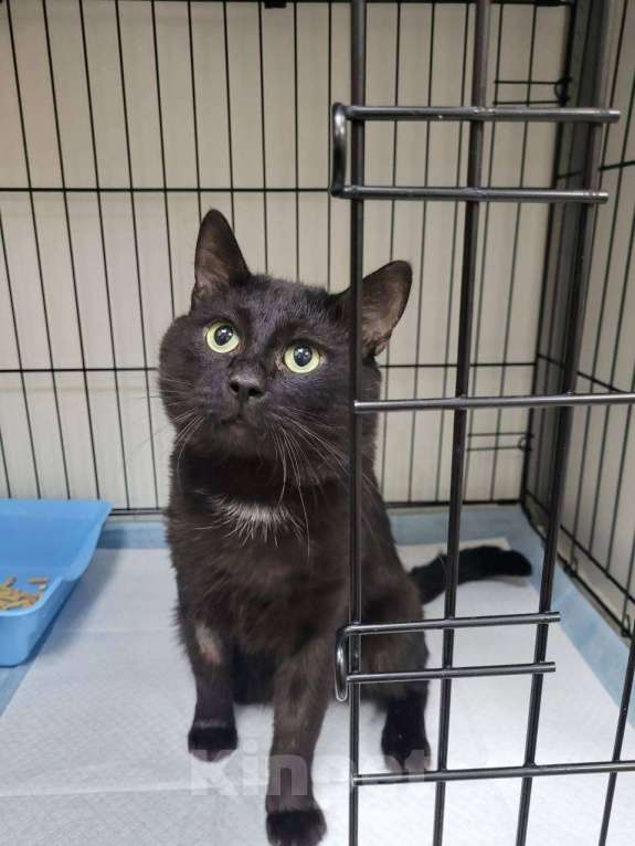 Кошки в Москве: Подарите дом Ласкуше Мальчик, Бесплатно - фото 9