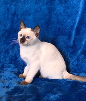 Тайский котёнок