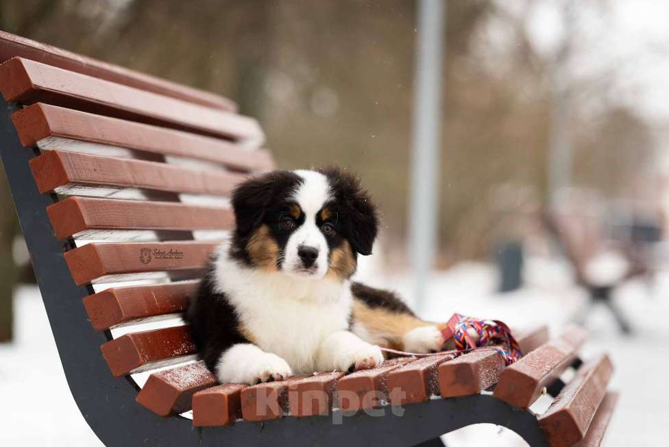 Собаки в Москве: Миниатюрная американская овчарка (мини-аусси) Мальчик, 100 000 руб. - фото 1