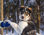 Собаки в Москве: Щенок Алабая в добрые руки  Мальчик, Бесплатно - фото 7