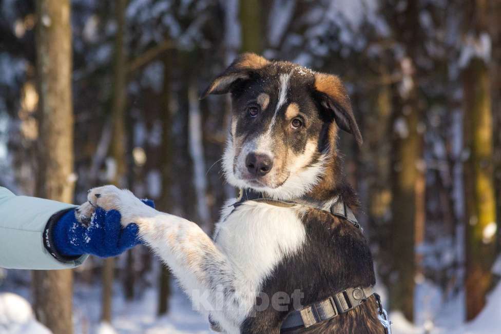 Собаки в Москве: Щенок Алабая в добрые руки  Мальчик, Бесплатно - фото 7