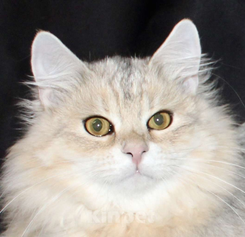 Кошки в Тюмени: Сибирский котёнок Мальчик, 15 000 руб. - фото 1