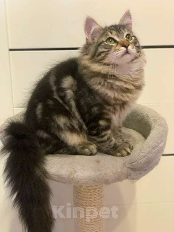 Кошки в Перми: Сибирский котик Мальчик, 45 000 руб. - фото 6