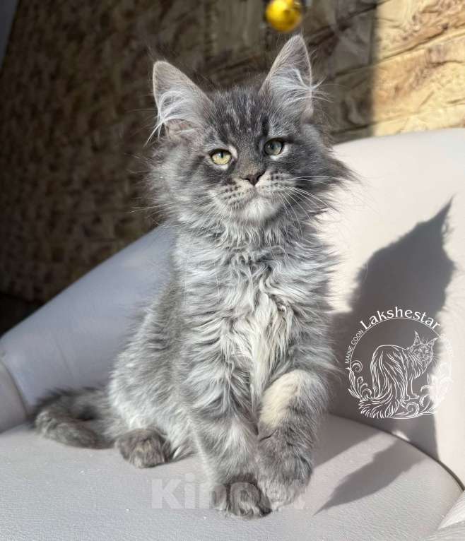 Кошки в Москве: Котенок мейн кун из питомника.  Мальчик, 80 000 руб. - фото 7