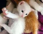 Кошки в Москве: Белый котенок Мальчик, 1 руб. - фото 4