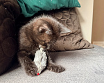 Кошки в Калининграде: Котик  РЕДКОГО шоколадного окраса!!! Мальчик, Бесплатно - фото 6
