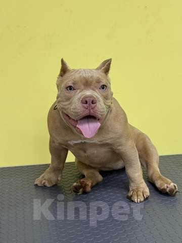 Собаки в Домодедово: Американский Булли микро Девочка, 70 000 руб. - фото 4