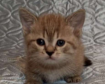 Кошки в других городах Воронежской области: Короткие лапки котенок Мальчик, 39 900 руб. - фото 4