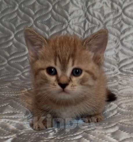 Кошки в других городах Воронежской области: Короткие лапки котенок Мальчик, 39 900 руб. - фото 4