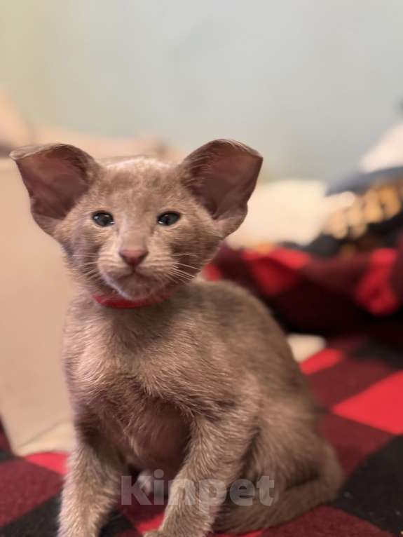 Кошки в Москве: Ориентальные котята из питомника♥️ Девочка, 80 000 руб. - фото 2