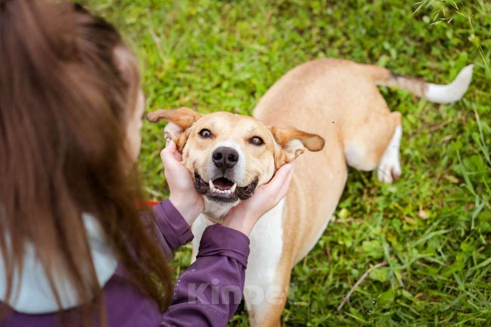 Собаки в Москве: Небольшой, домашний пёсик в писках своей семьи Мальчик, Бесплатно - фото 7