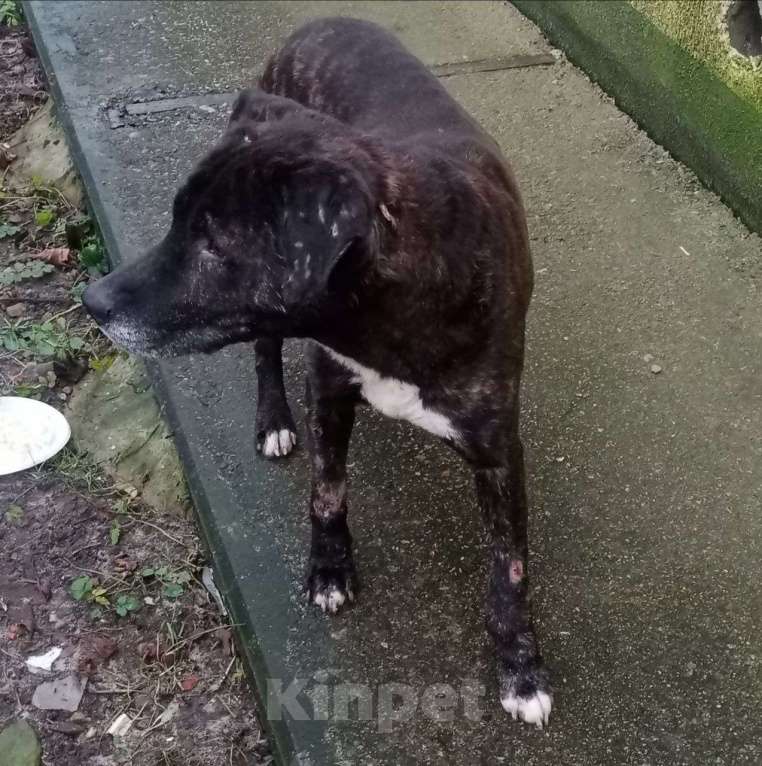 Собаки в Москве: собака (пес) Макс ищет дом Мальчик, Бесплатно - фото 2