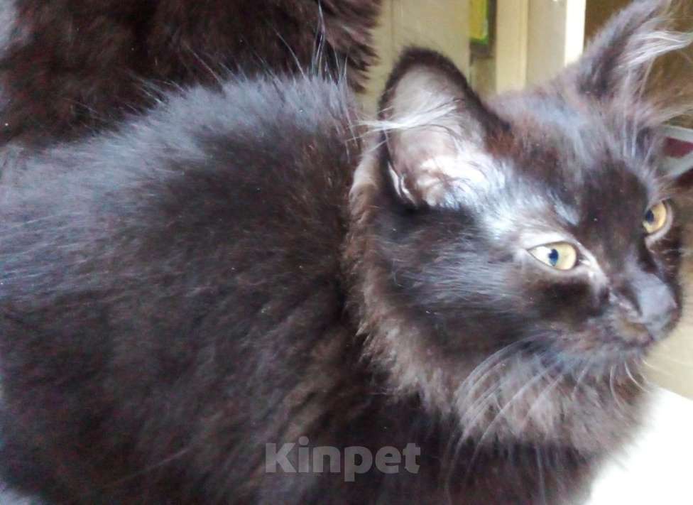 Кошки в Москве: 🧡  ( Персик )  –  Благодарный   домашний  котёнок  –  в  добрую  семью Мальчик, Бесплатно - фото 7