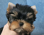 Собаки в Москве: Мальчик йорка Мальчик, 70 000 руб. - фото 7