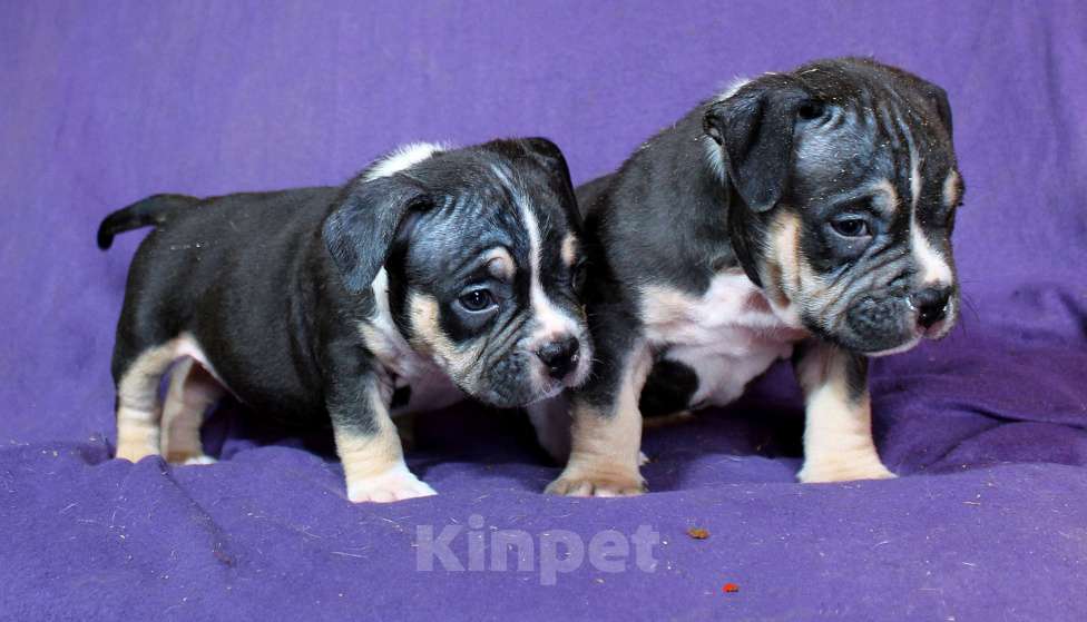 Собаки в Владимире: Американскиц булли. Щенки Разнополые, 80 000 руб. - фото 5