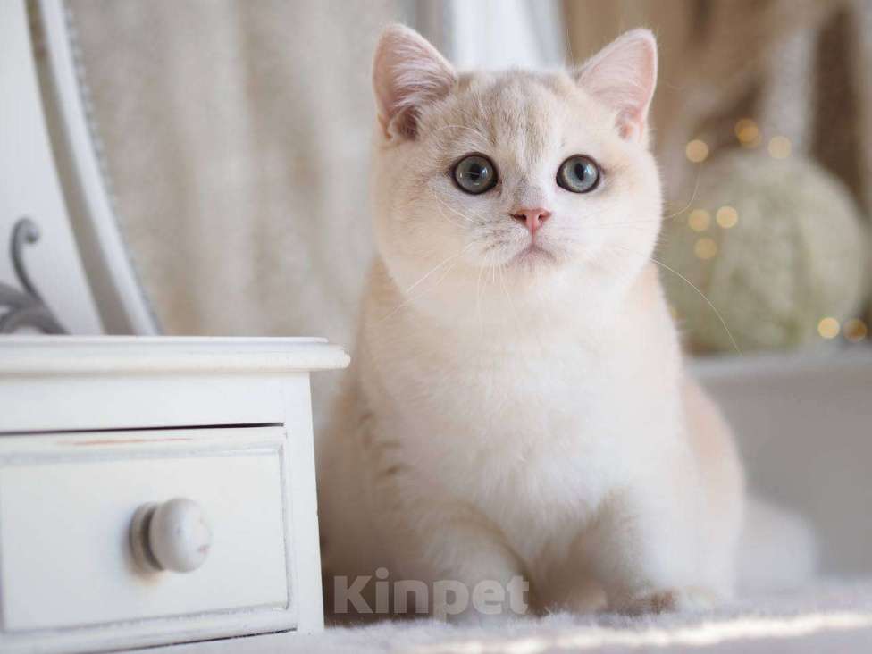 Кошки в Москве: Британский котенок Алюр Мальчик, 150 000 руб. - фото 3