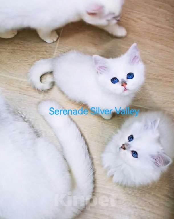 Кошки в Москве: Продаю котят! Питомник Serenade Silver Valley Девочка, 80 000 руб. - фото 2