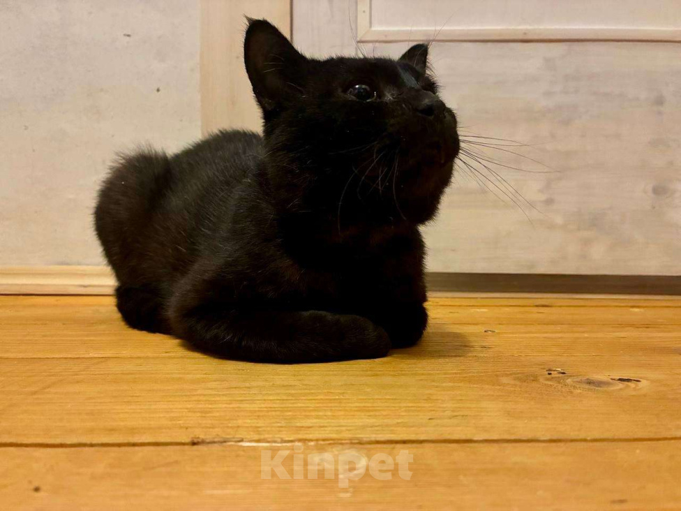 Кошки в Москве: Возьмите Михалыча. Классный кот. Правда. Мальчик, Бесплатно - фото 5