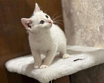 Кошки в Москве: Белый малыш Юки. Котенок в добрые руки. Мальчик, Бесплатно - фото 4
