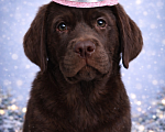 Собаки в Санкт-Петербурге: Щенок лабрадора коричневый здоровый  Девочка, Бесплатно - фото 1