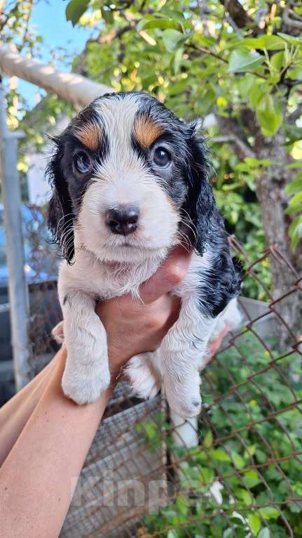 Собаки в Симферополе: Продажа. Русский охотничий спаниель Мальчик, Бесплатно - фото 7