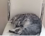 Кошки в Хабаровске: Отдам кошку в добрые руки Девочка, Бесплатно - фото 2