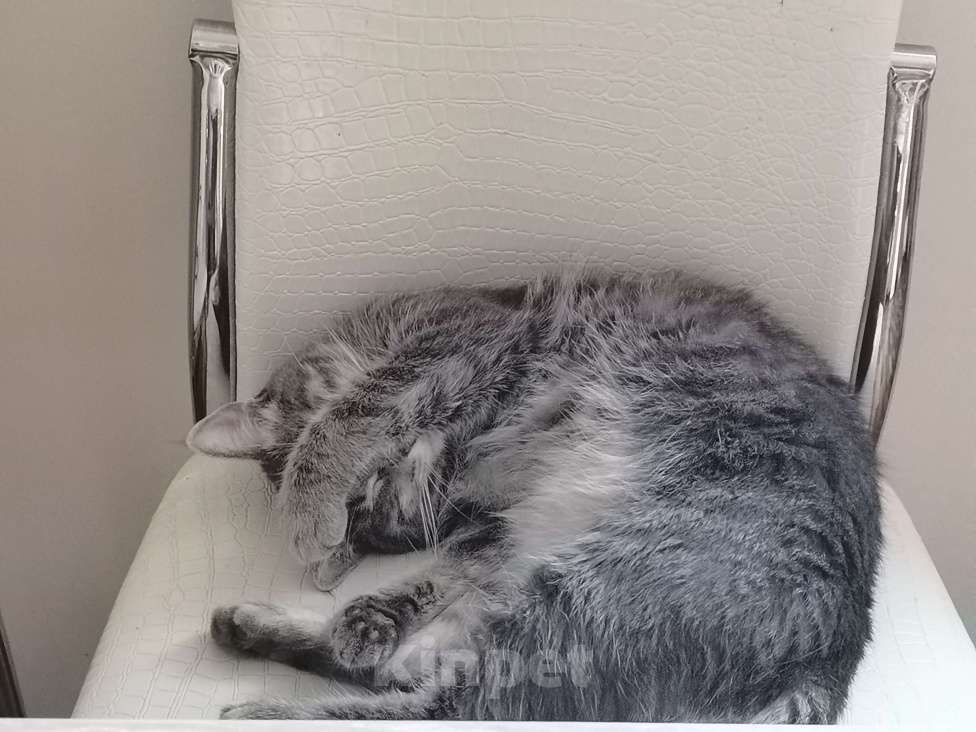 Кошки в Хабаровске: Отдам кошку в добрые руки Девочка, Бесплатно - фото 2