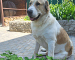 Собаки в Севастополе: Вязка алабая Мальчик, 1 руб. - фото 6
