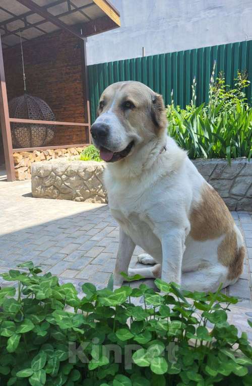 Собаки в Севастополе: Вязка алабая Мальчик, 1 руб. - фото 6